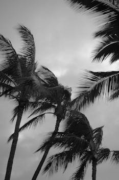 Monochrome photo of Hawaii palm trees swaying in the breeze against an airy sky.