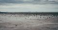 North Sea mudflat — photo by Maximilian Orlowsky on Pexels