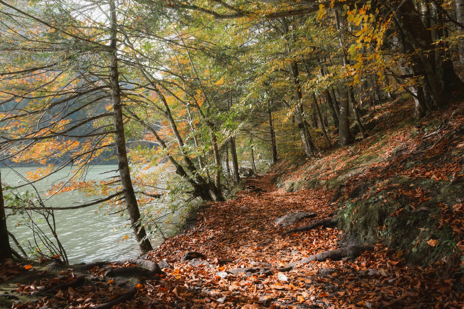 Tranquil path covered with autumn leaves in Eisenerz, Austria.