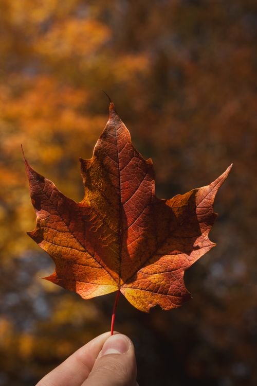 Free Close-up of a vibrant maple leaf with sunlight enhancement, captured in Eisenerz, Austria. Stock Photo