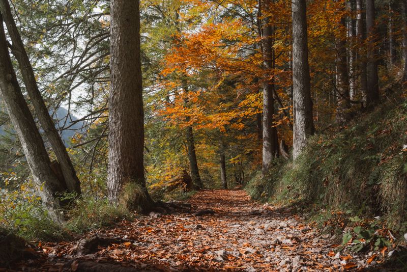 Tranquil autumn forest path in Eisenerz, Austria. Perfect for nature lovers and hikers.
