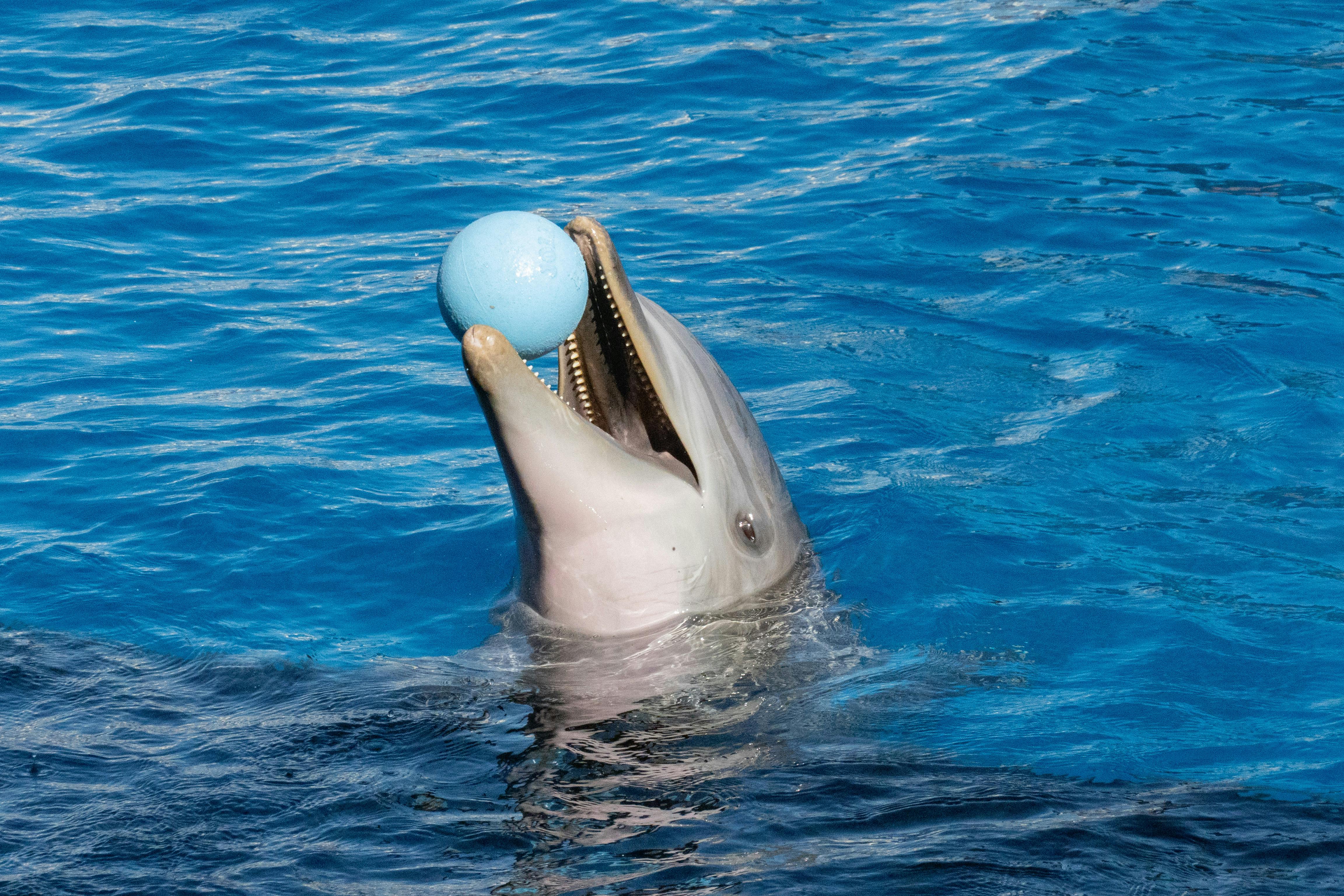 Playful Dolphin Balancing a Ball in Clear Blue Water
