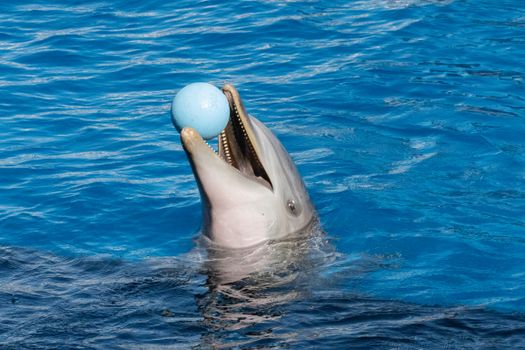 A dolphin joyfully balances a blue ball on its nose in clear ocean water, showcasing playful intelligence.