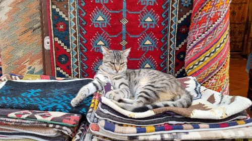 Free A relaxed tabby cat lounges on colorful kilim rugs, enhancing the cozy atmosphere. Stock Photo