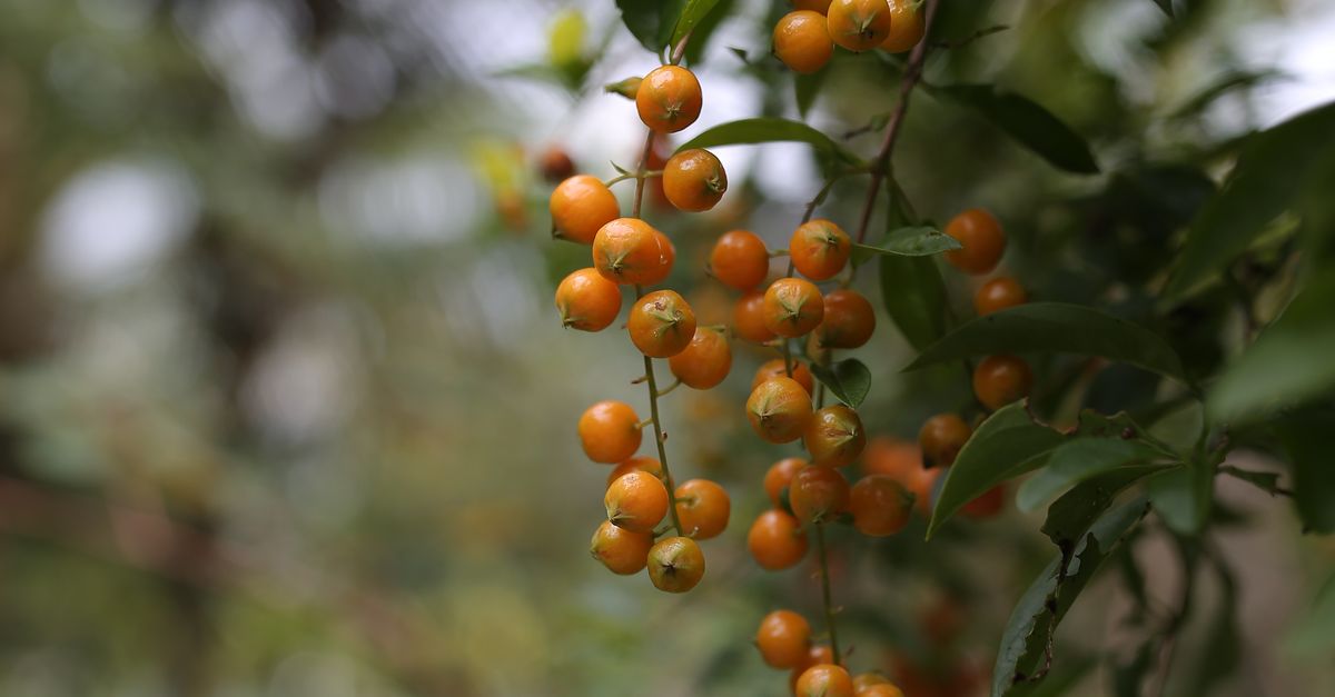 Close-up of Vibrant Orange Berries in Nature · Free Stock Photo