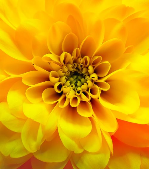 Free Macro shot of a bright yellow chrysanthemum flower with intricate petal details. Stock Photo
