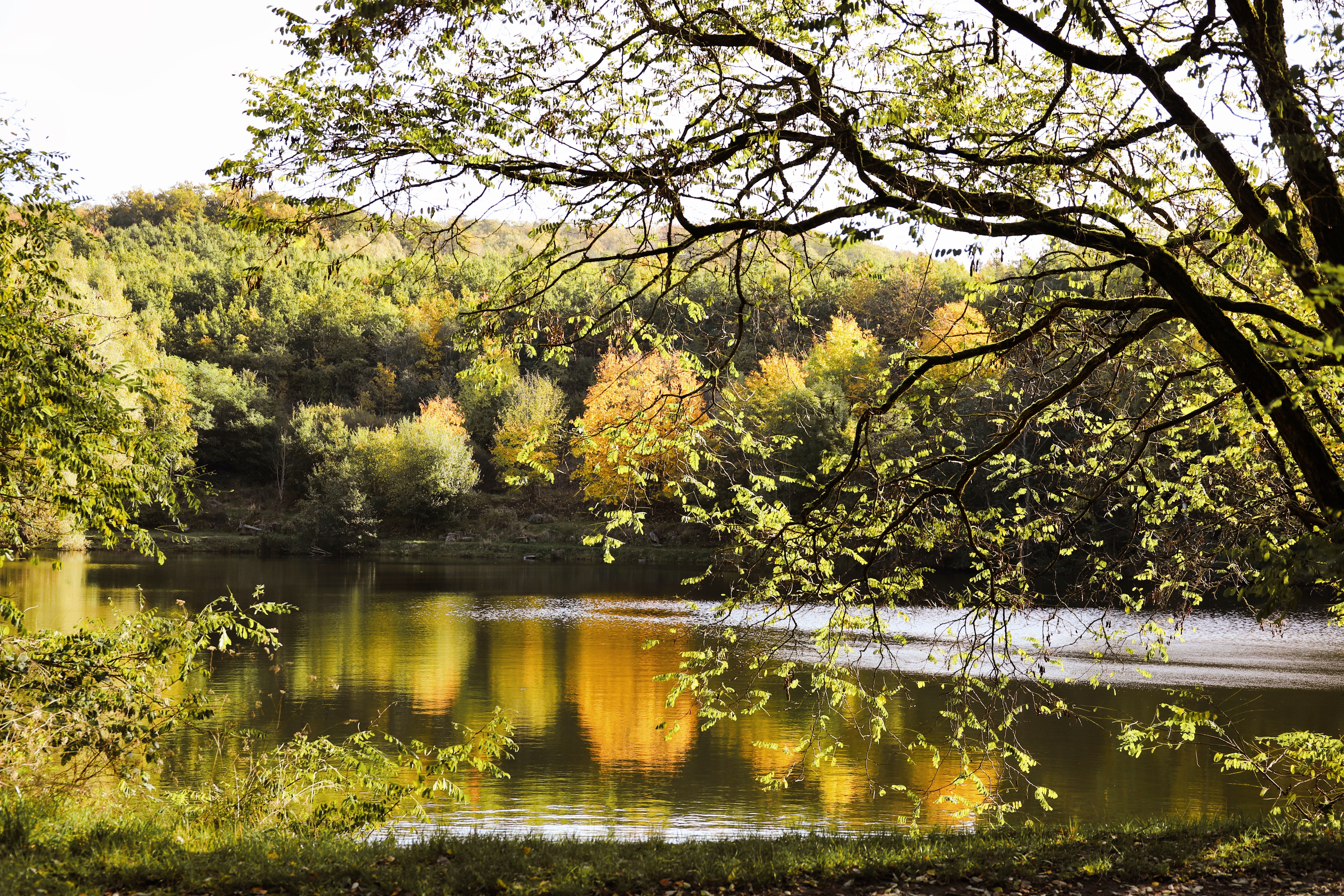 Serene Autumn Lake Scene with Reflection · Free Stock Photo