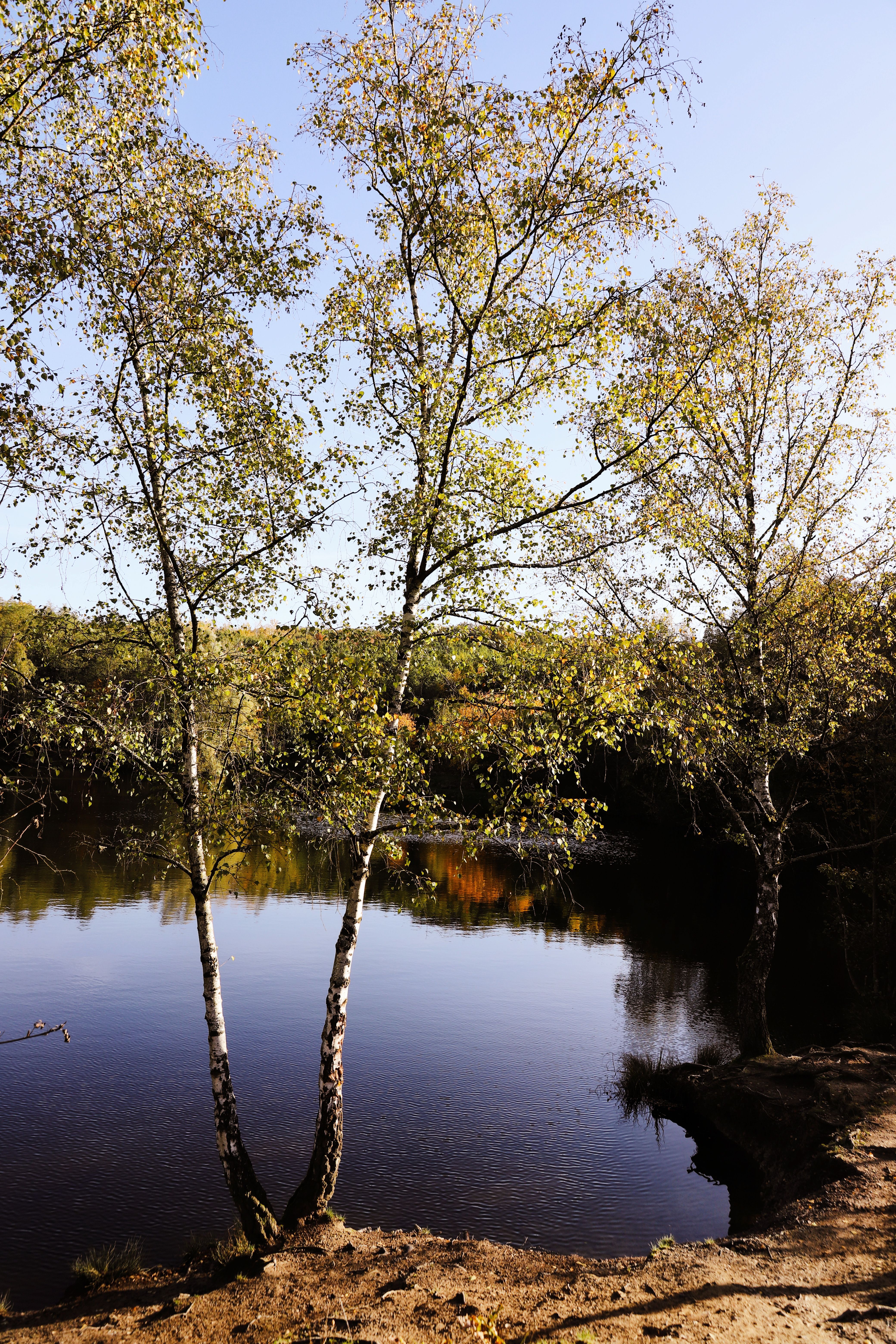 Serene Autumn Lake with Reflective Foliage · Free Stock Photo