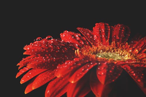 Free Red Flower With Water Drops Stock Photo