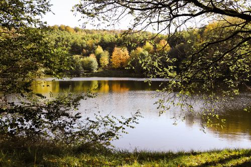 Free Tranquil lake scene with autumn foliage, captured under soft daylight. Stock Photo