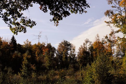 A tranquil view of an autumn forest with colorful foliage under a clear blue sky.