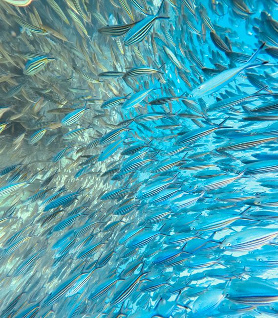 Mesmerizing underwater view of a vibrant school of fish swimming in clear blue waters.