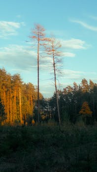 Tall pine trees lit by sunset in a serene forest setting