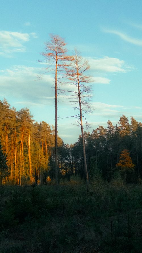 Free Tall pine trees lit by sunset in a serene forest setting Stock Photo