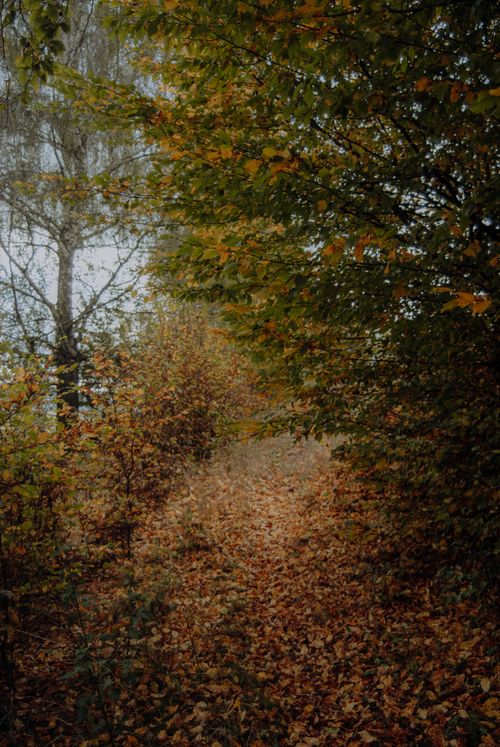 Free Captivating forest pathway with autumn leaves, serene and picturesque. Stock Photo