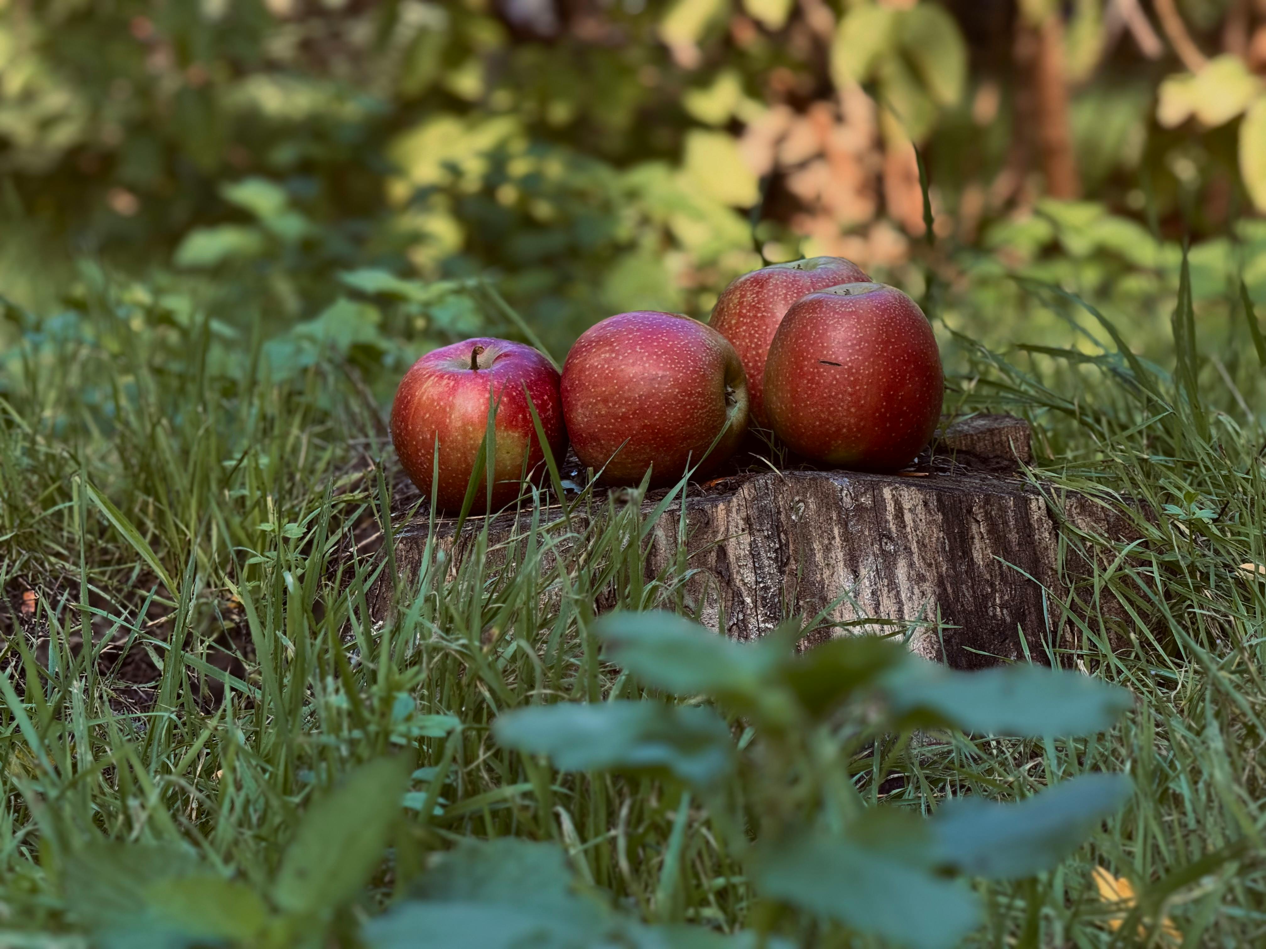 Apple earnings, March PCE, Q1 GDP, mortgage rates: What to Watch — Photo by Violetta Churikova on Pexels