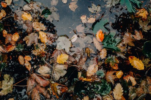 Colorful autumn leaves floating on a calm water surface, creating a serene scene.