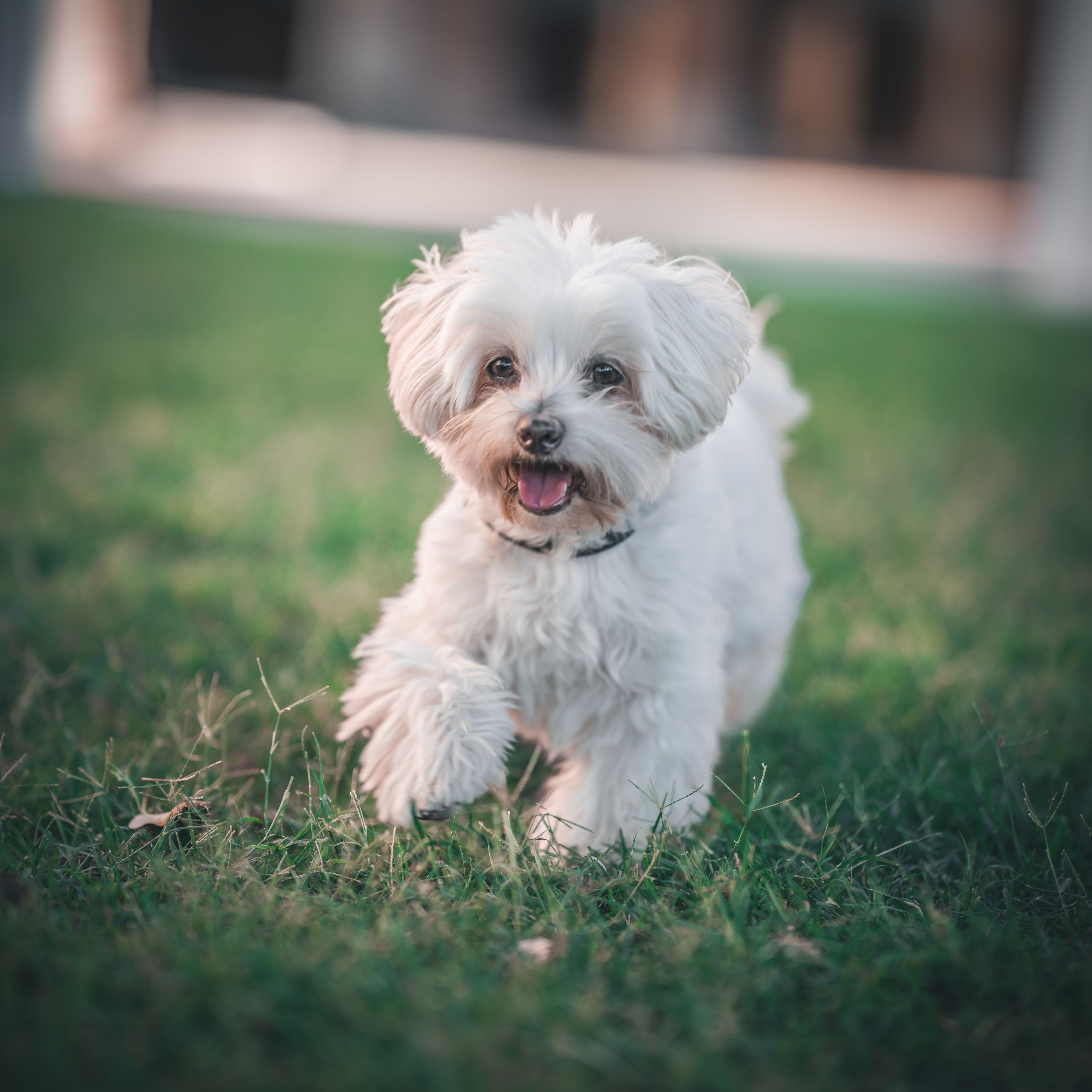 White Maltese dog running happily across a lawn