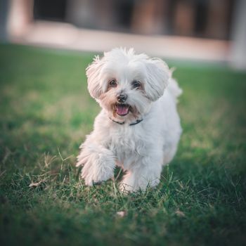 A cute white Maltese dog joyfully running on a lush green lawn outdoors.