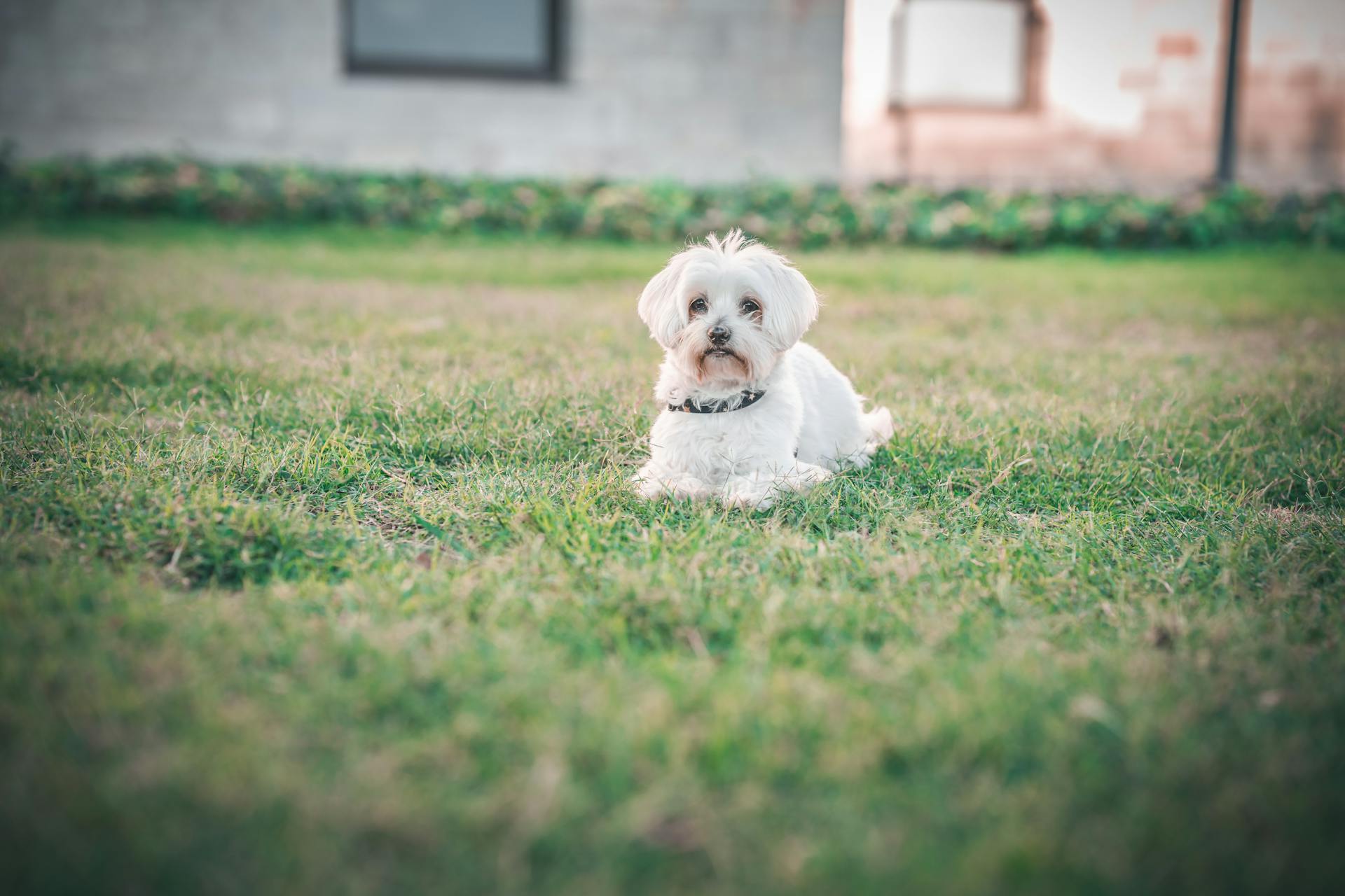 Schattige Maltese hond ontspant zich op het gras