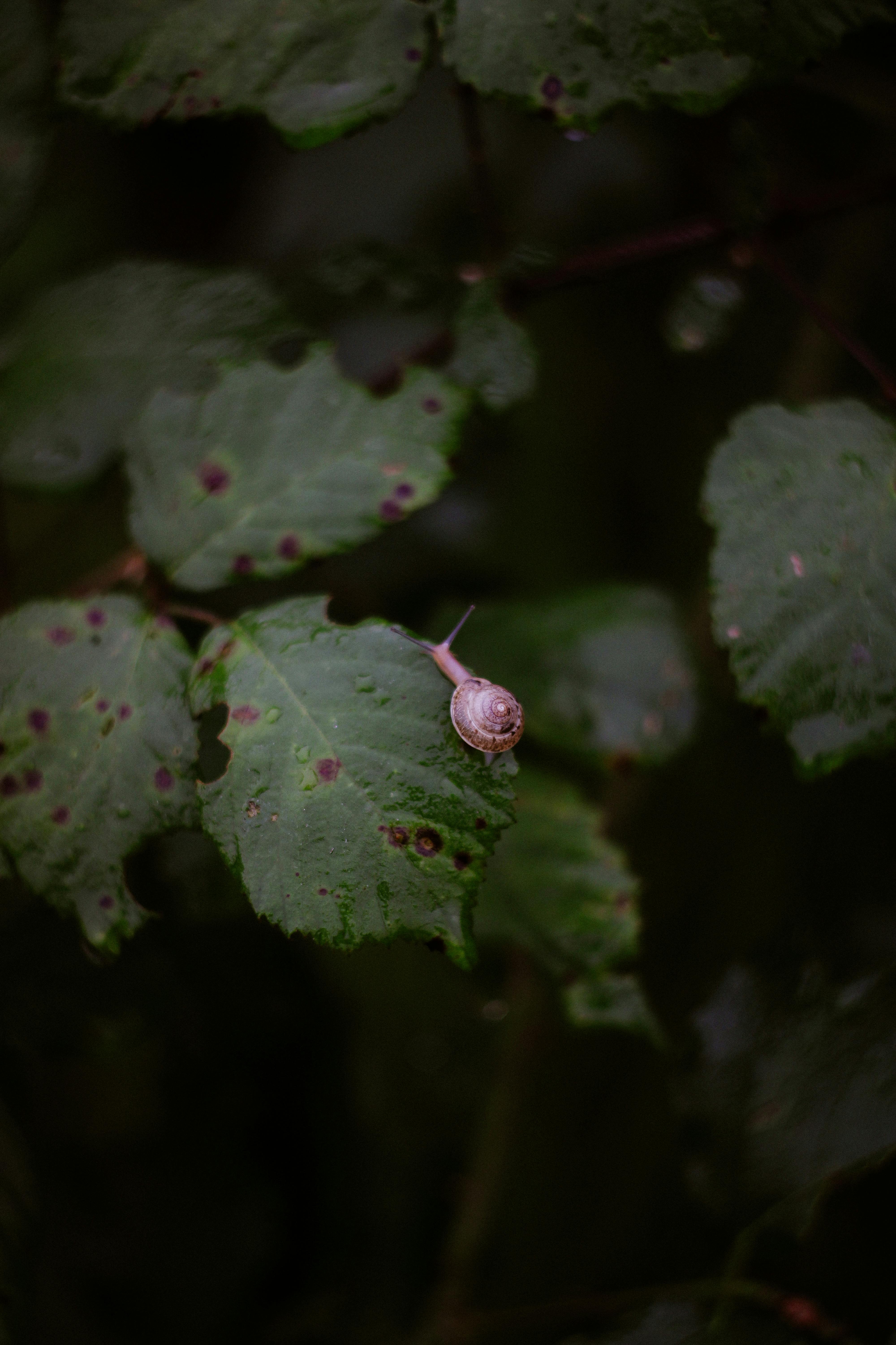 A small snail crawls on a green leaf in a shadowy forest environment.