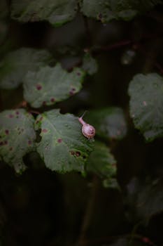 A small snail crawls on a green leaf in a shadowy forest environment.
