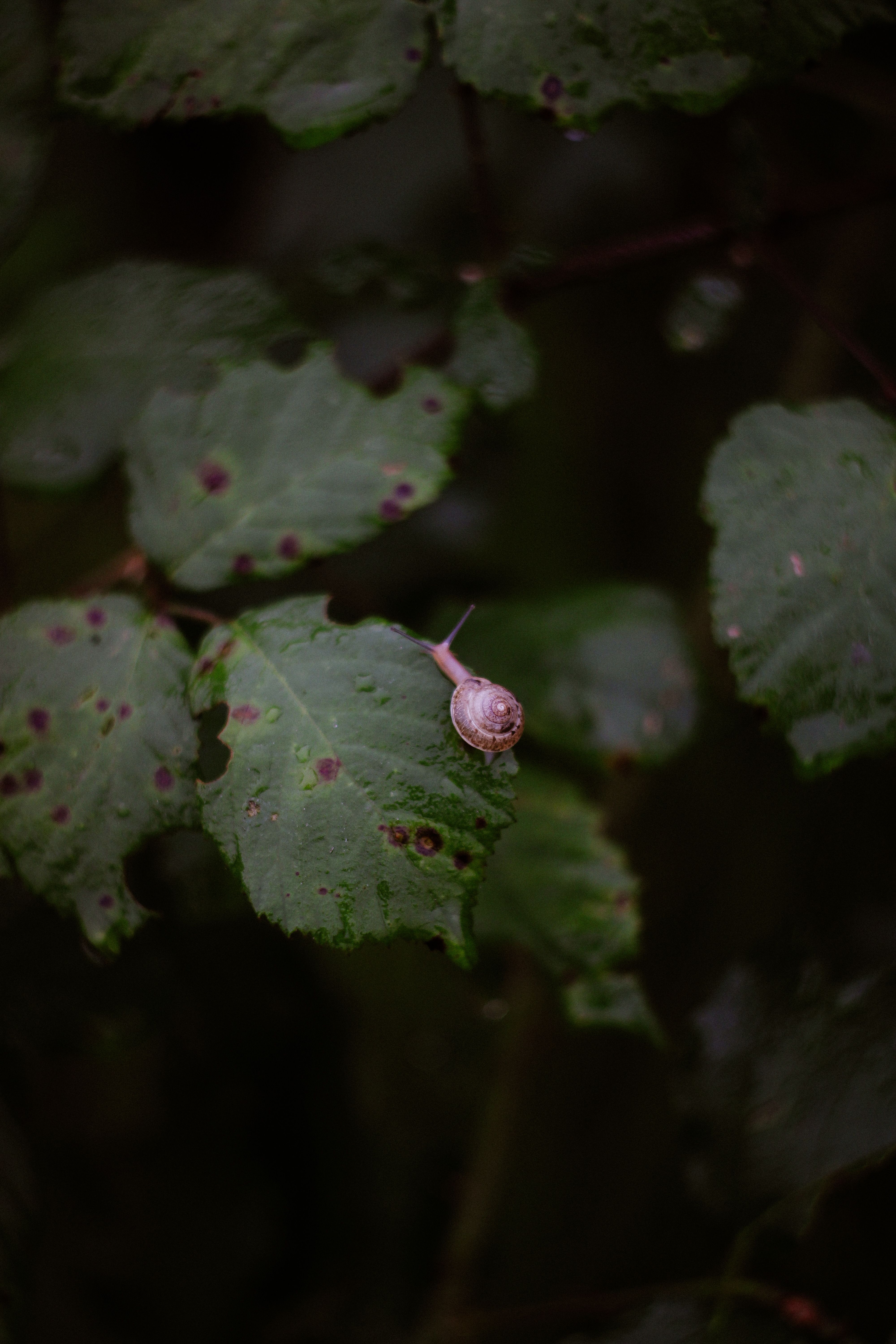 Snail on Leaf in Dark Forest Setting · Free Stock Photo