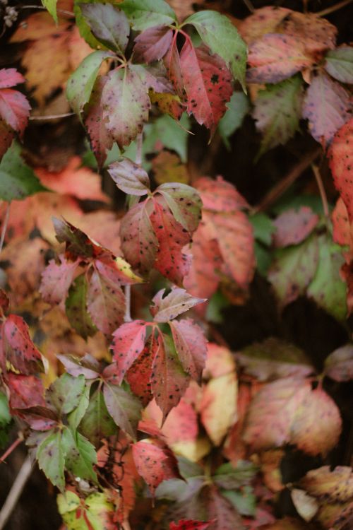 Free Close-up of colorful autumn leaves in various hues, showcasing nature's beauty. Stock Photo