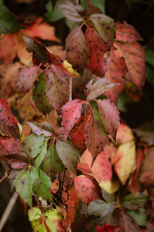 Free Colorful autumn leaves of Virginia creeper showcasing fall foliage transition. Stock Photo