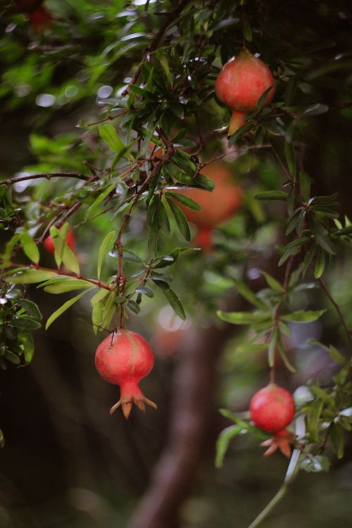 Free Close-up shot of vibrant pomegranates on a tree branch with lush green leaves. Stock Photo
