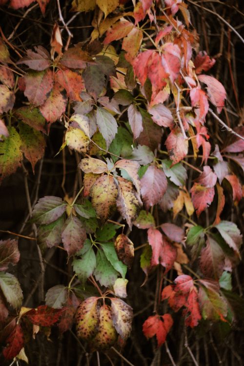 Free Colorful autumn leaves showcasing vibrant hues in a natural setting. Stock Photo