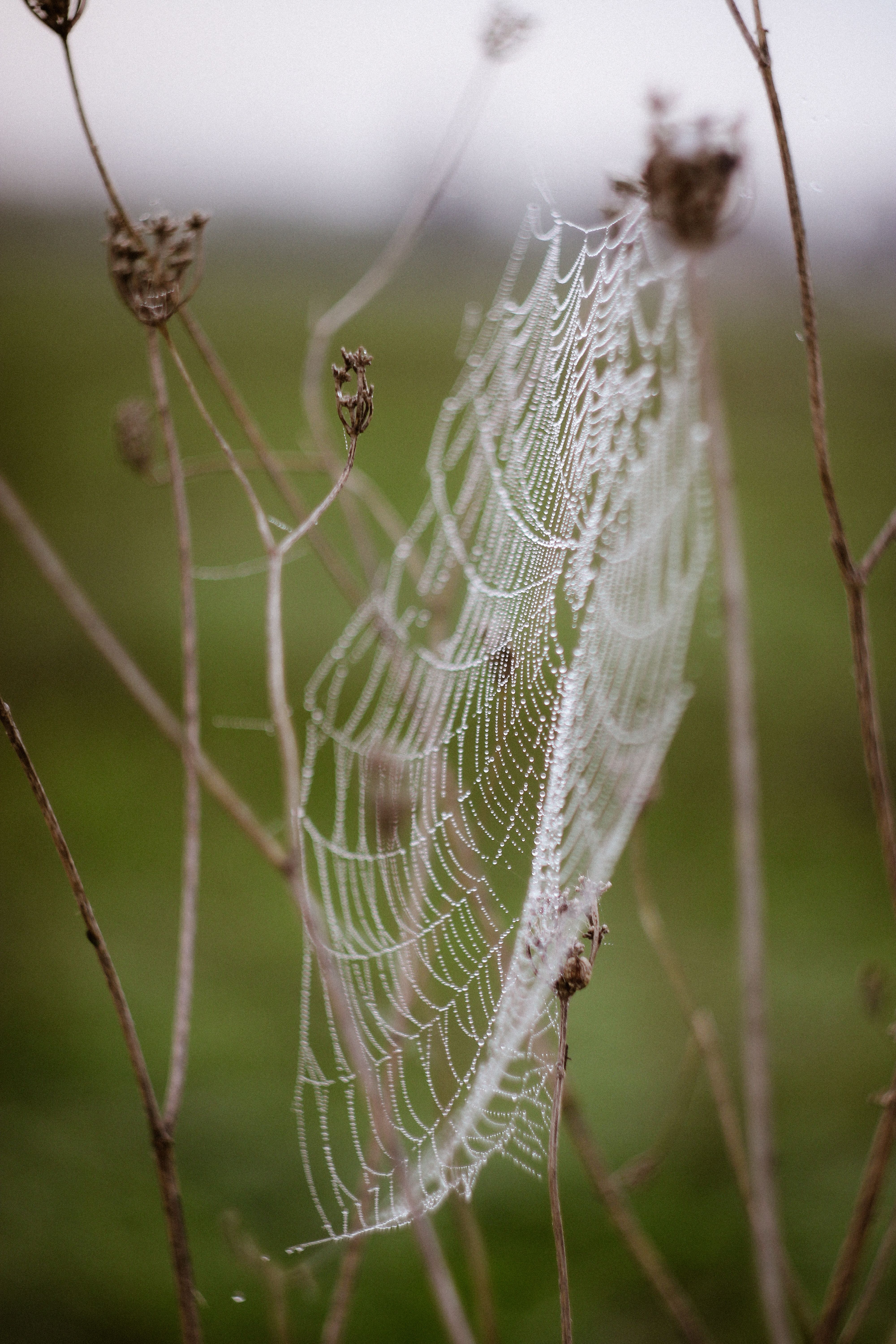 Delicate Spider Web with Dew in Natural Setting · Free Stock Photo