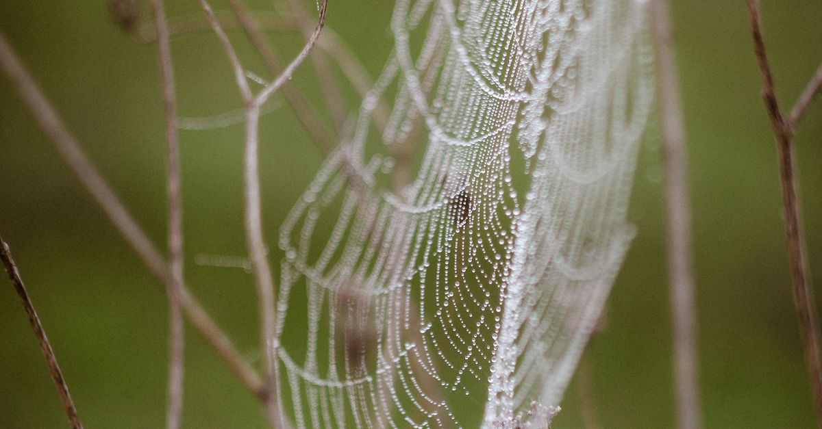 Delicate Web Delicate Spider Web with Dew in Natural Setting ยท Free Stock Photo