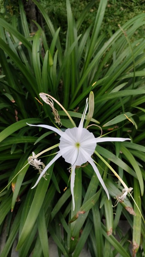 Free Close-up of a delicate white spider lily amidst lush green leaves, showcasing natural beauty. Stock Photo