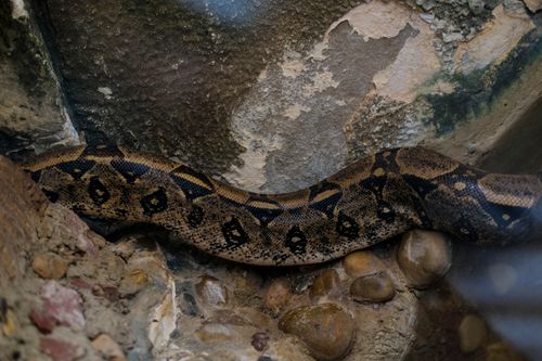 Free Detailed view of a boa constrictor resting on rocky ground with textured patterns. Stock Photo