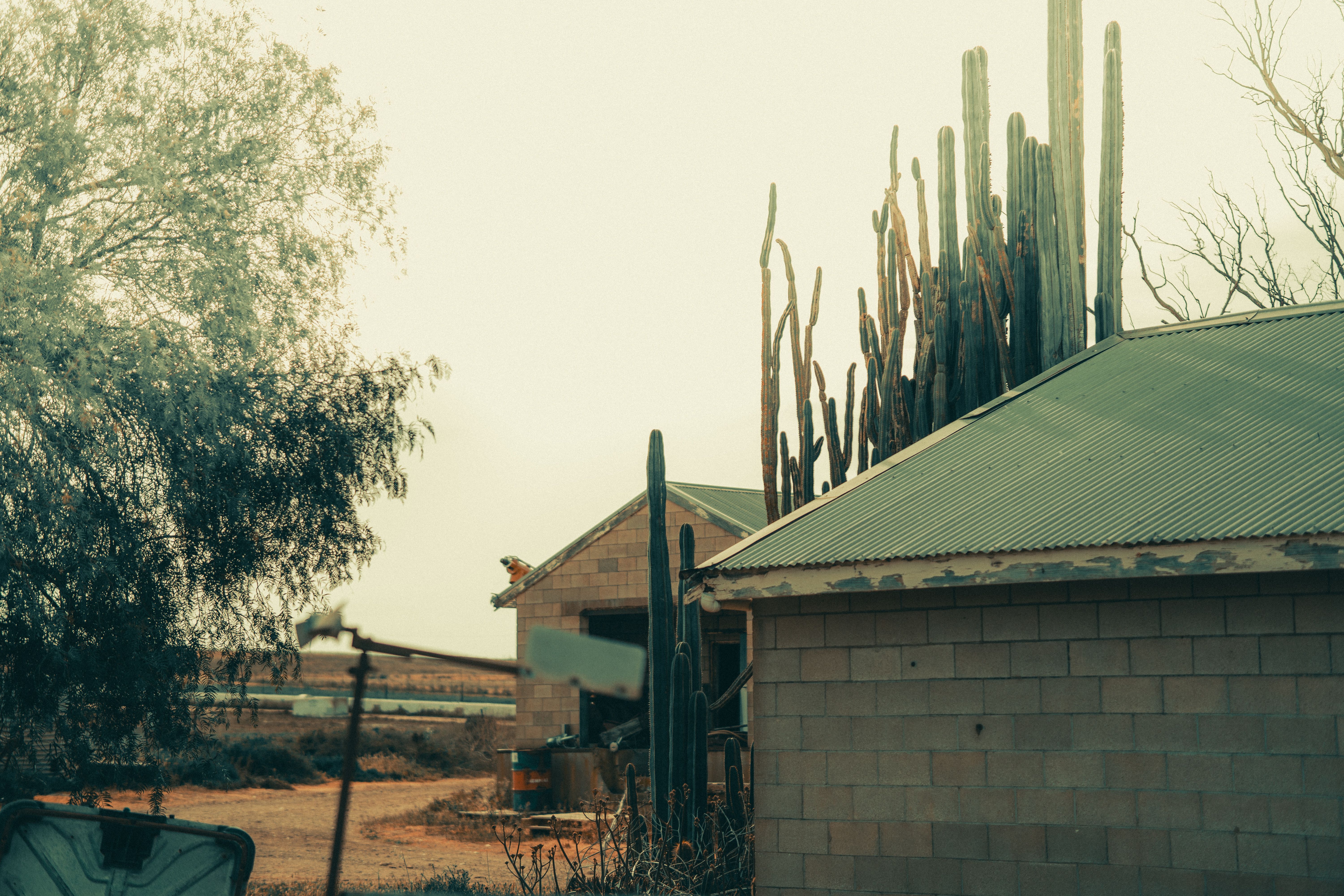 Large-format photograph by Theo Begay of cactus and brick structures under a warm monsoon sky near Cerrillos