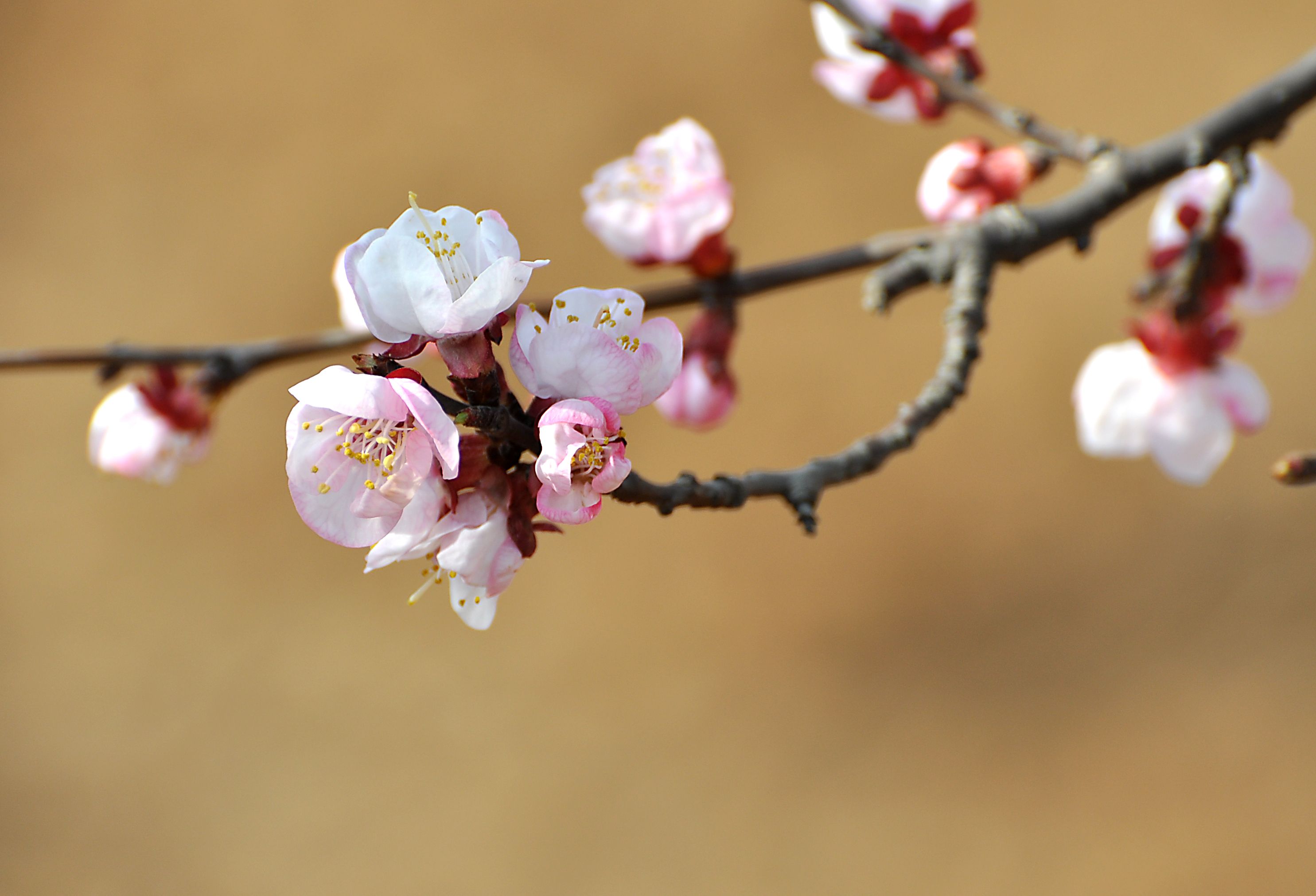 Delicate Pink Cherry Blossoms in Spring Bloom · Free Stock Photo