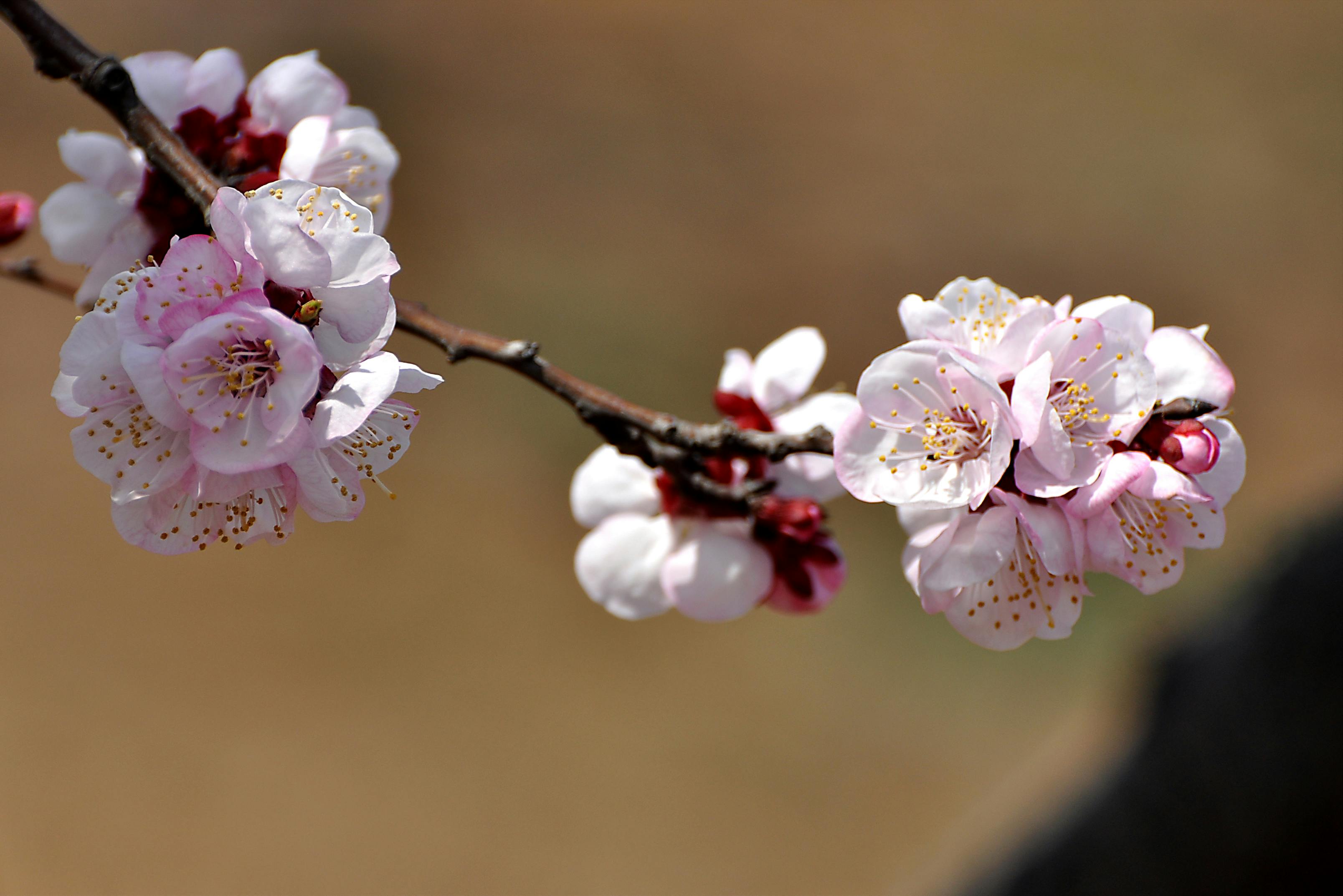 Kliima soojenemine ohustab Jaapani kirsipuide õitsemist