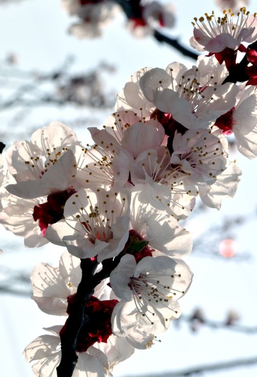 Free A detailed view of cherry blossoms in full bloom during springtime. Stock Photo