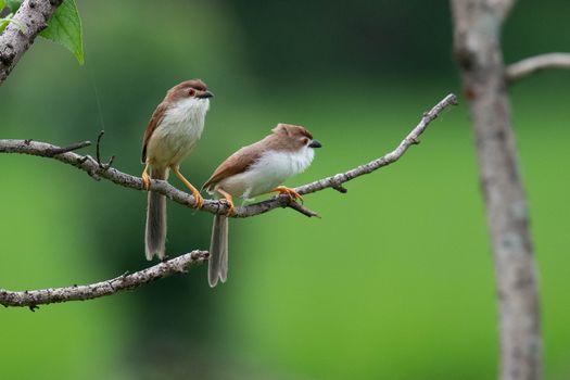 Two small brown birds perched on a branch against a vibrant green background.