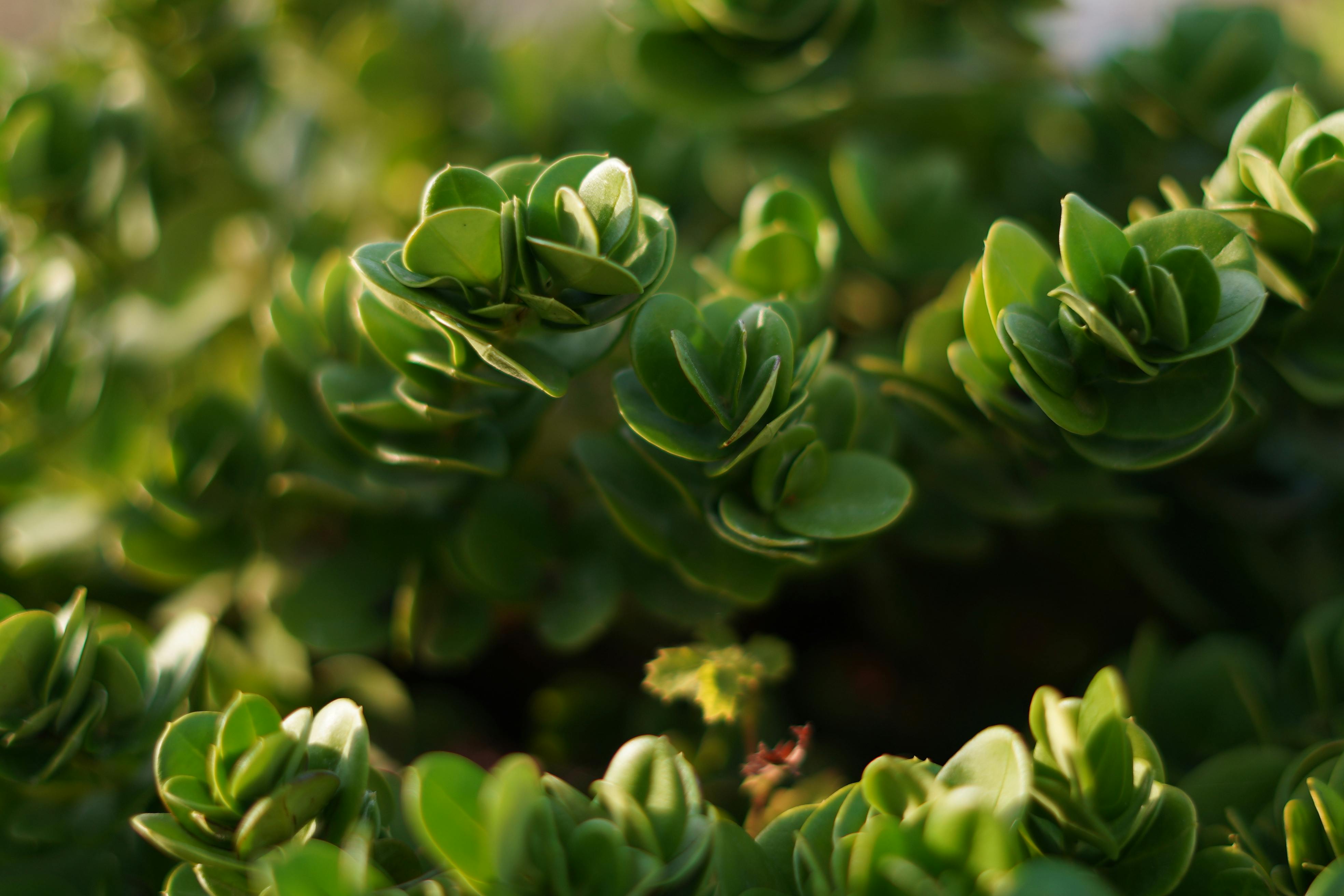 Güneş ışığı alan canlı yeşil bir yaprak üzerinde fotosentez sürecini ve biyolojik enerji dönüşümünü temsil eden doğa görseli.