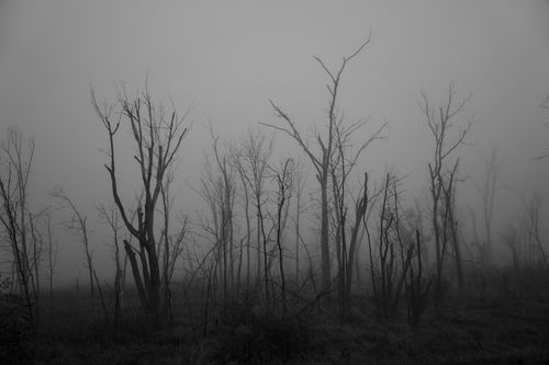 Free Spooky black and white image of bare trees shrouded in mist in Tell, Wisconsin. Stock Photo