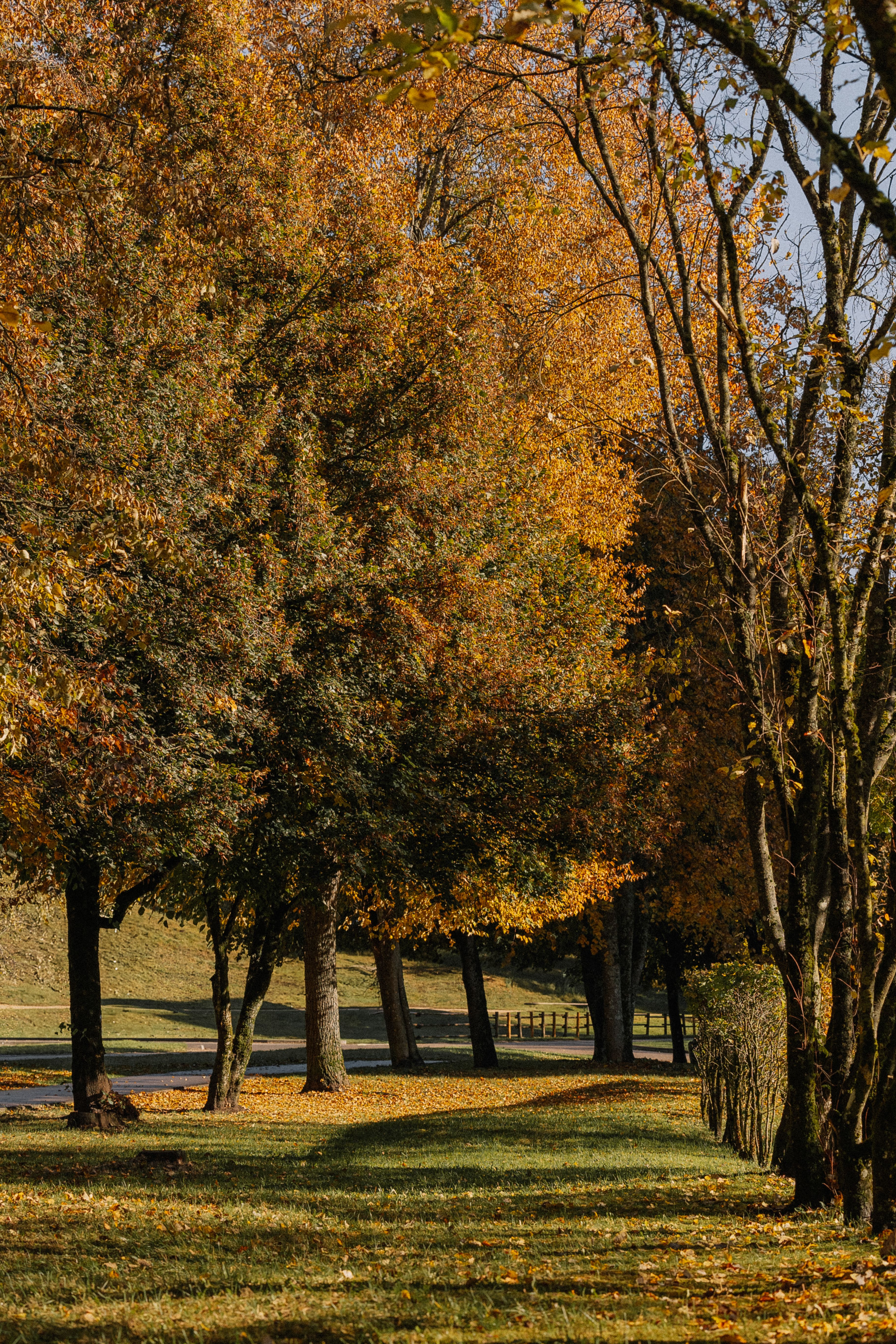 Scenic Autumn Park Pathway with Golden Trees · Free Stock Photo