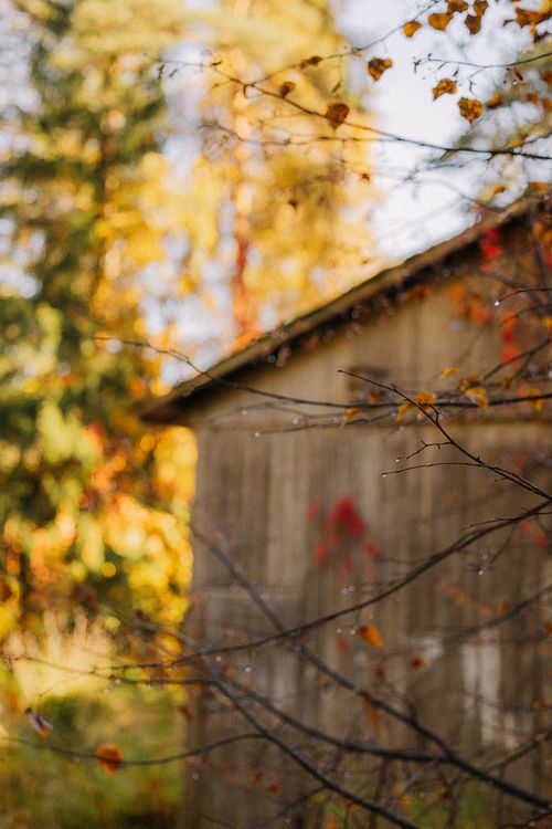 Featured image for Stowe Foliage Arts Festival 2026: Visitor's Guide