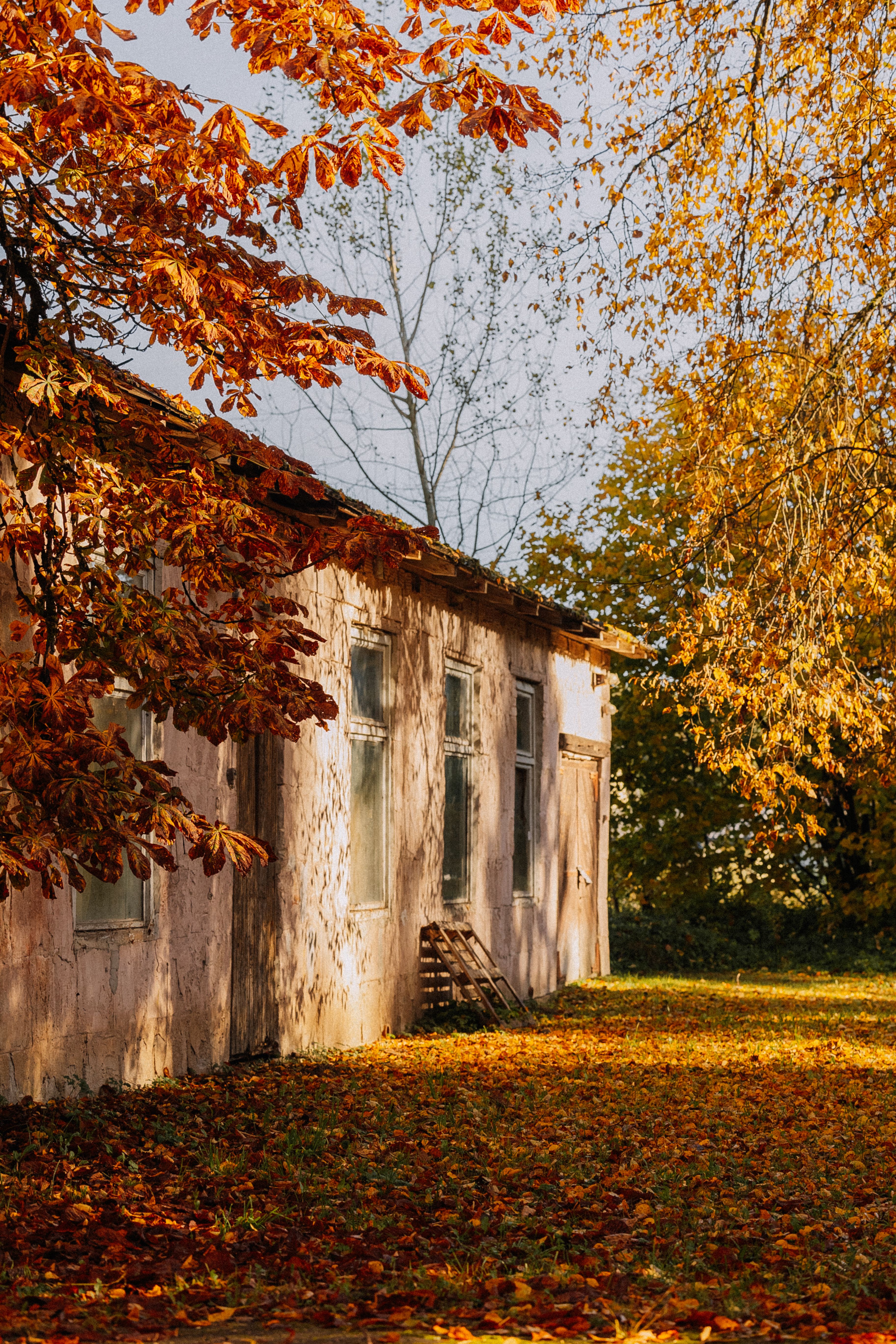 Rustic house in autumn leaves under golden light · Free Stock Photo