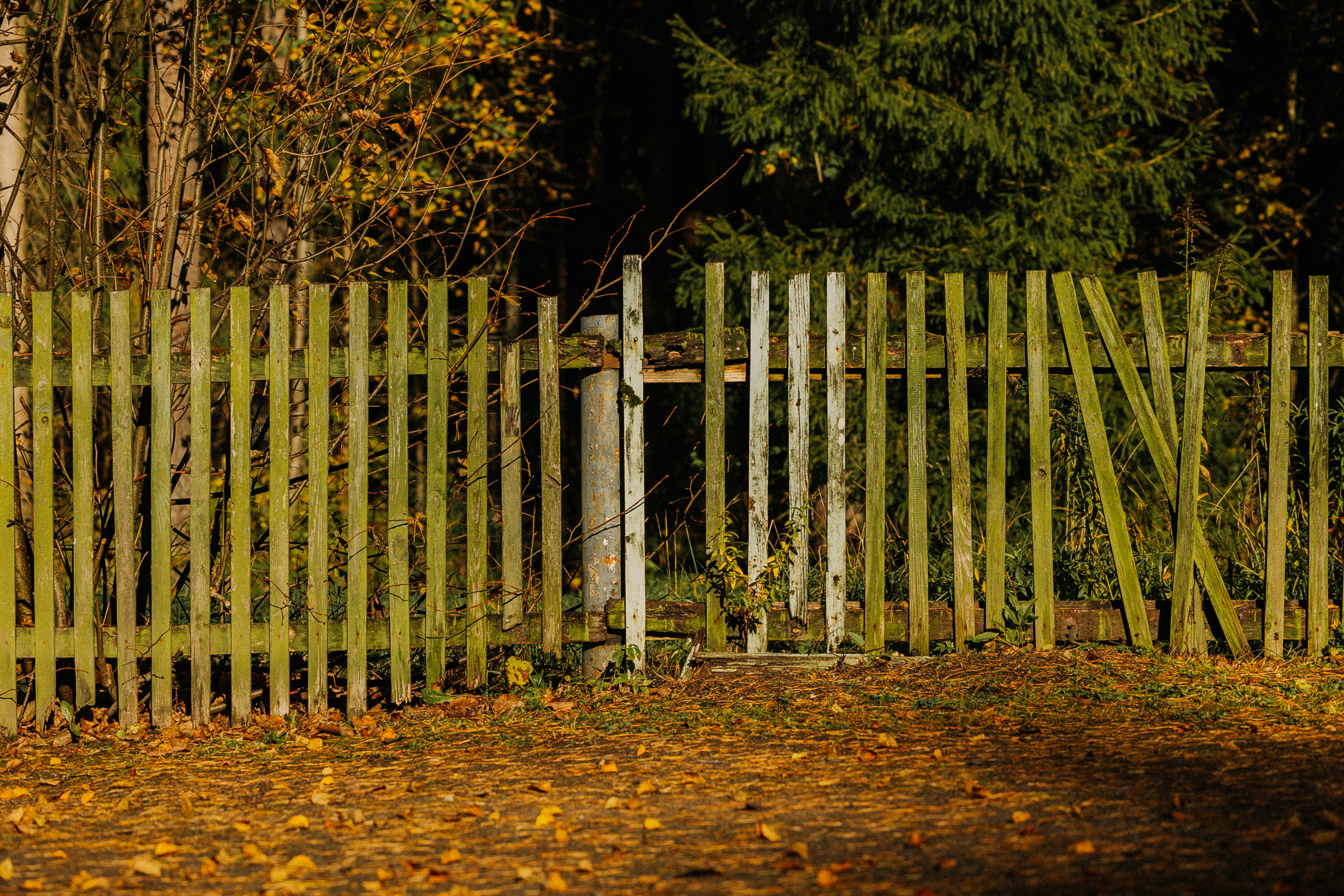 Rustic Wooden Fence in Autumnal Forest Setting