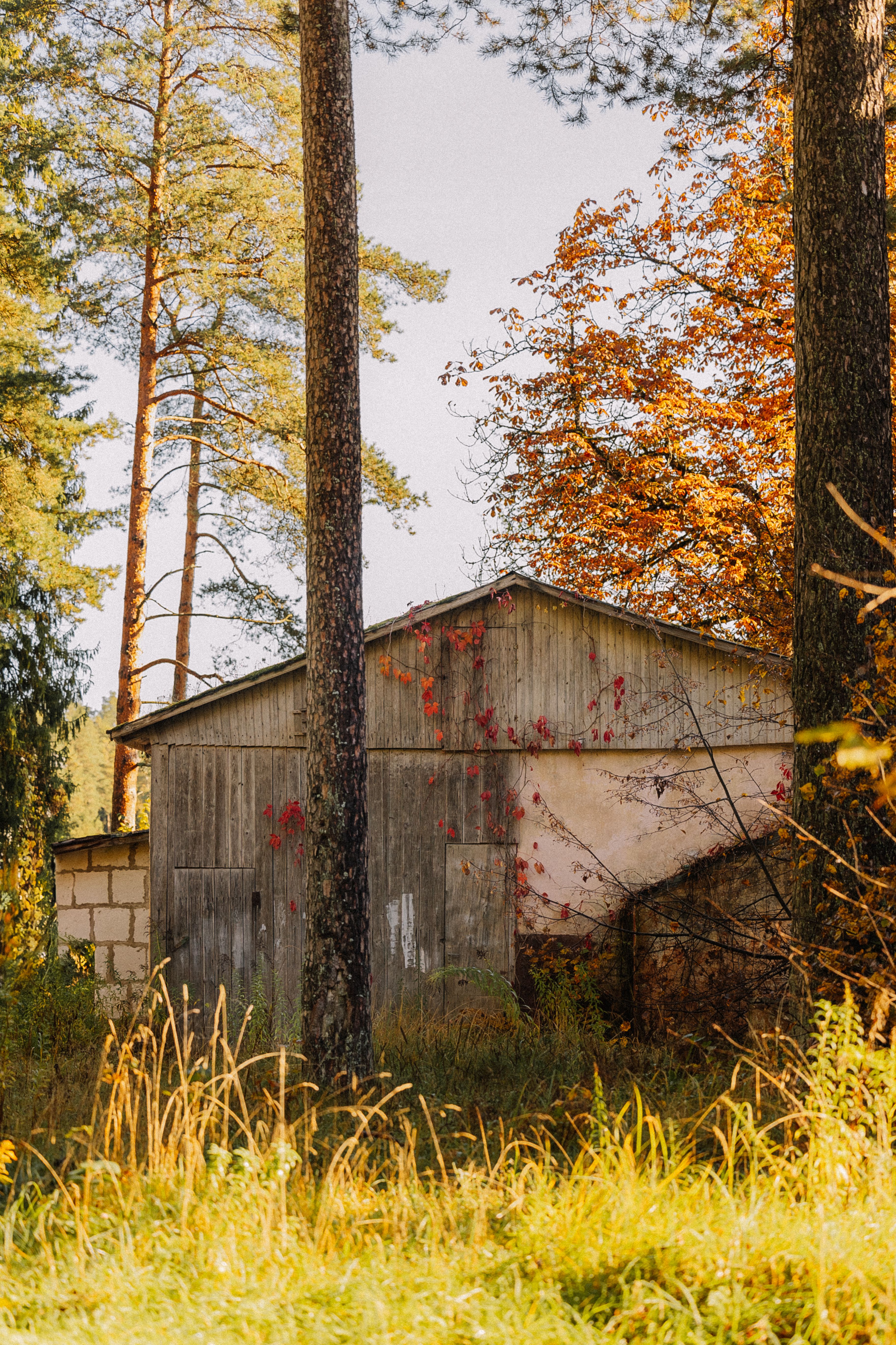 Rustic Barn Surrounded by Autumn Foliage · Free Stock Photo