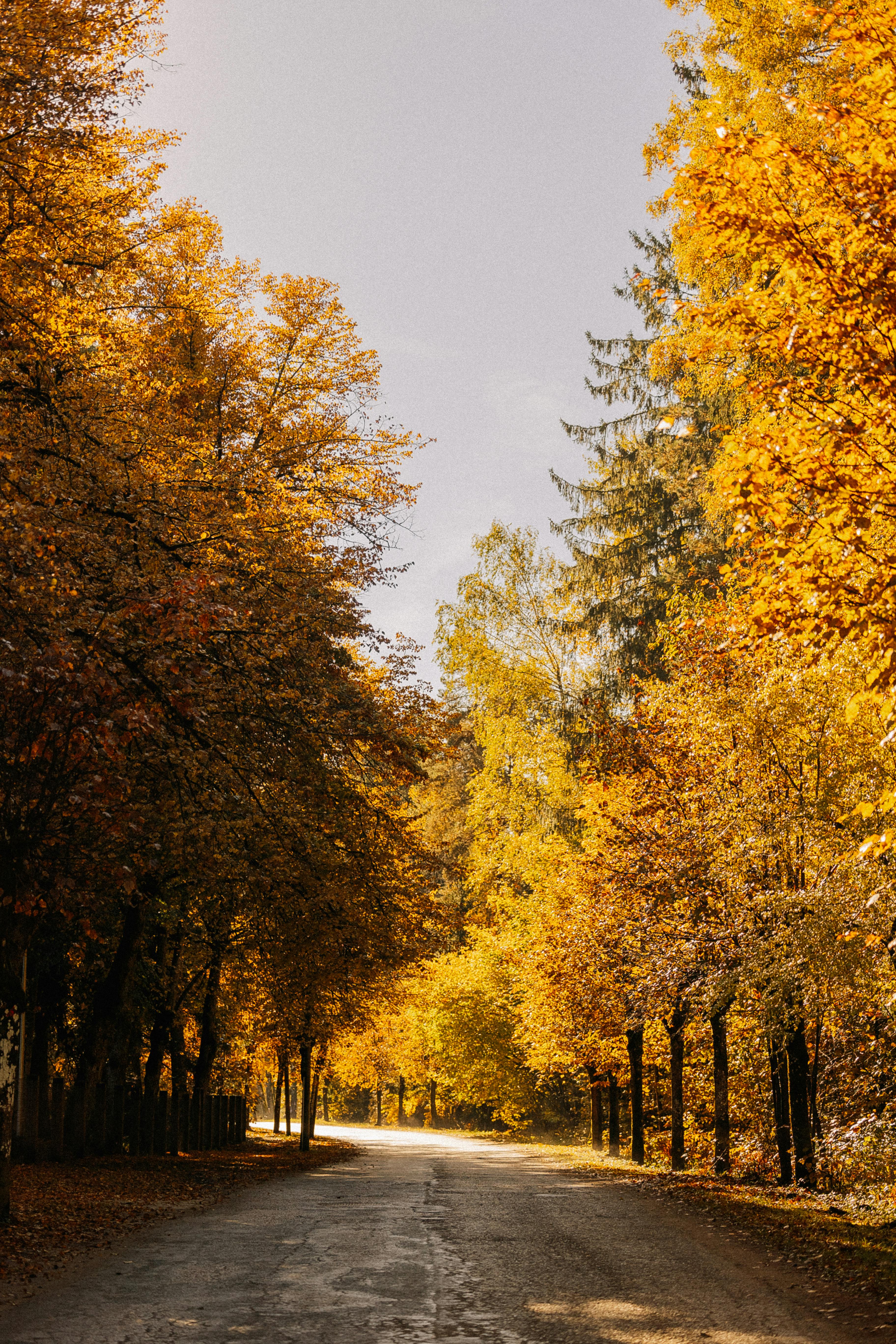 A tranquil road framed by vibrant autumn leaves under a clear sky, capturing the essence of fall's beauty.