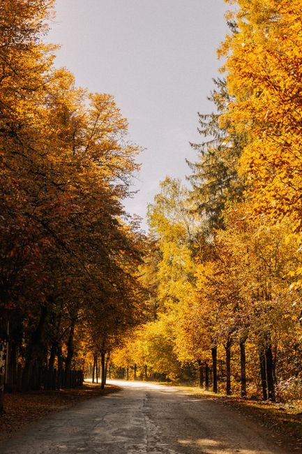 A tranquil road framed by vibrant autumn leaves under a clear sky, capturing the essence of fall's beauty.