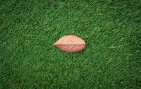 一片棕色叶子的特写镜头停在郁郁葱葱的绿草上，展现了大自然的对比